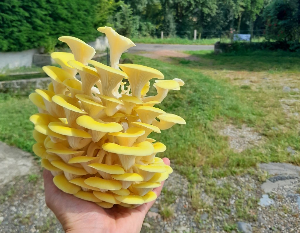 Des pleurotes jaunes&nbsp;!